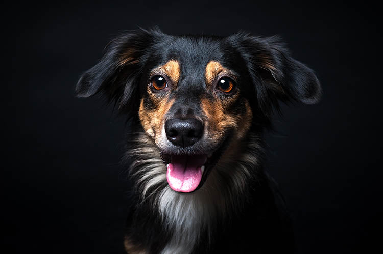 Datos sobre perros salud y sentidos: