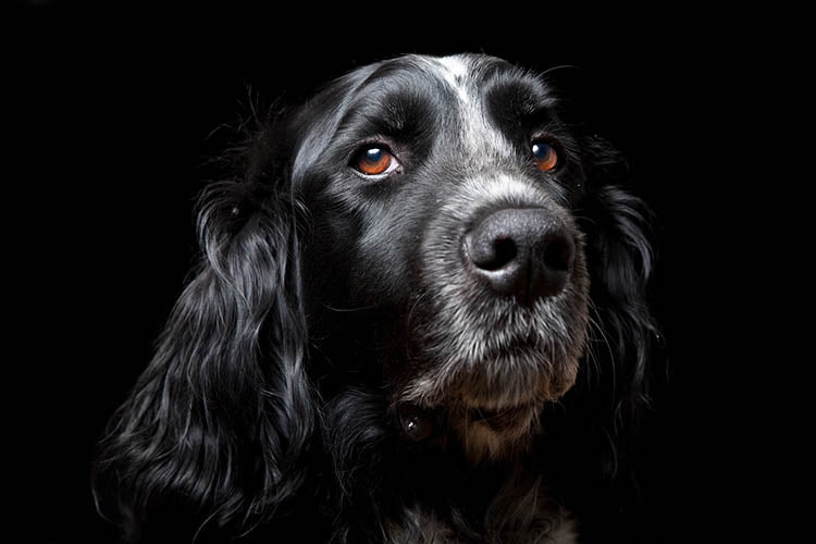 Datos interesantes sobre perros