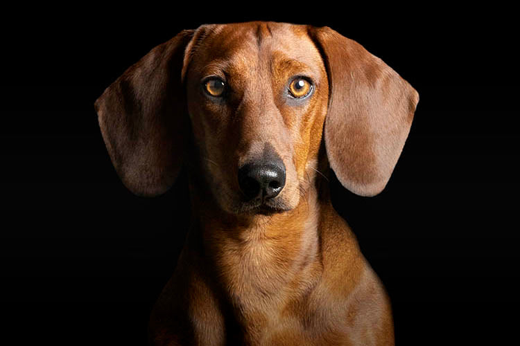 Datos sobre el comportamiento de los perros: